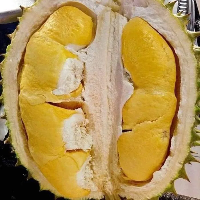 Fresh Durian fruit vietnam with high quality best price and VIETGAP certification for export monthong durian