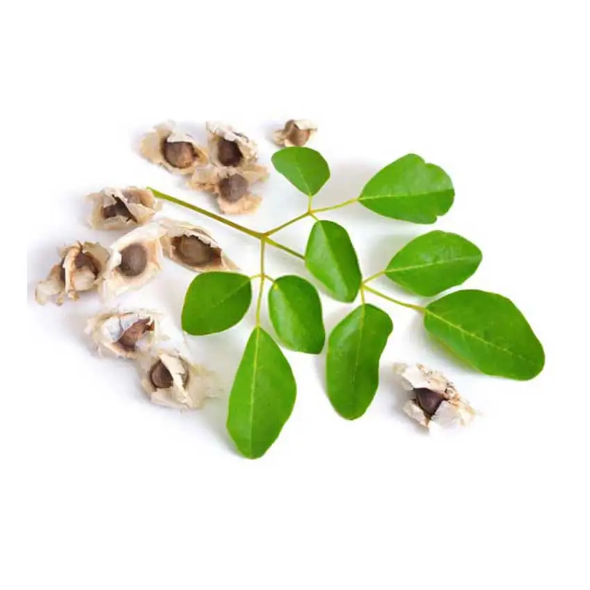 Moringa Seeds Oleifera Seeds Premium Quality Supplier India | Indian Moringa from India Exporte Natural COMMON