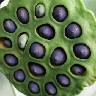 Семена лотоса Вьетнам