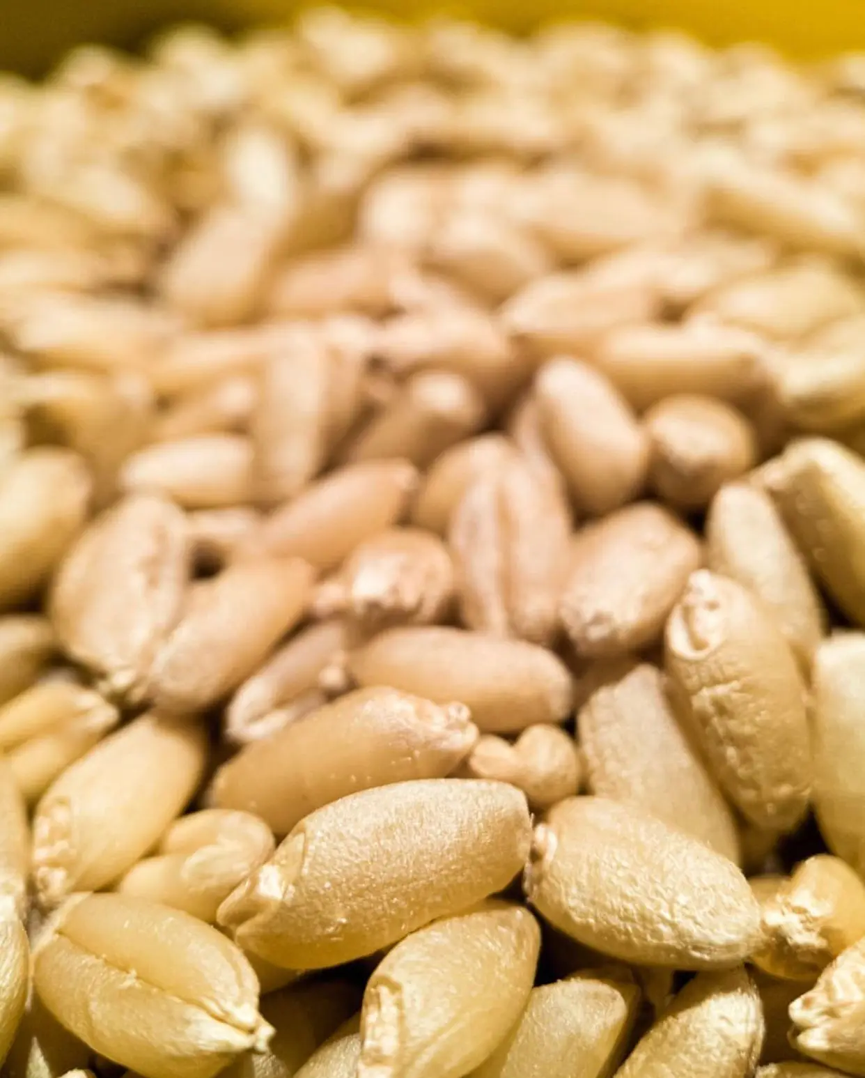 Russian Wheat Grain in Bulk