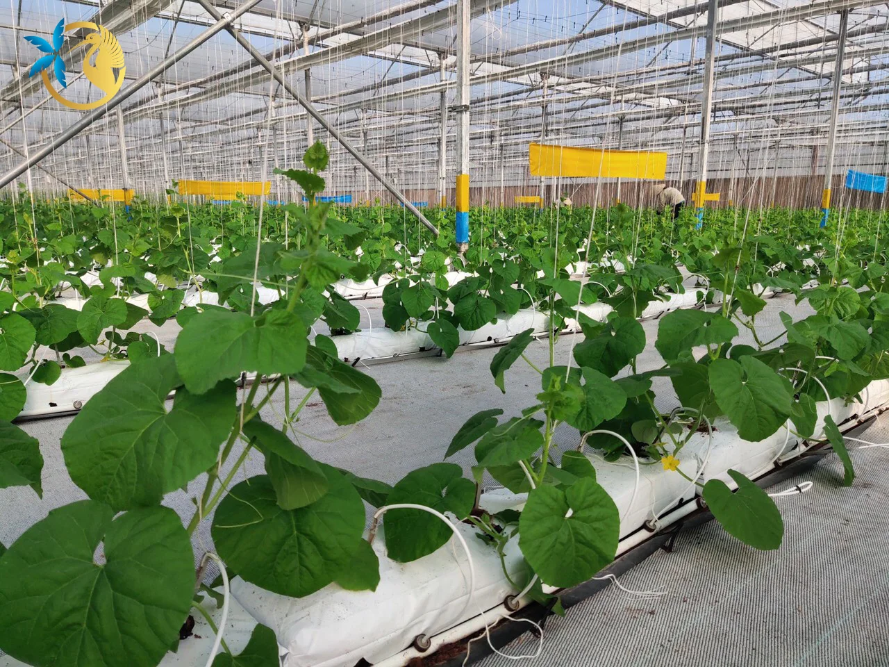 Premium Quality Customized Coco Coir Grow Bag for incubating and planting Wholesales Coco Peat from Vietnam for Greenhouses