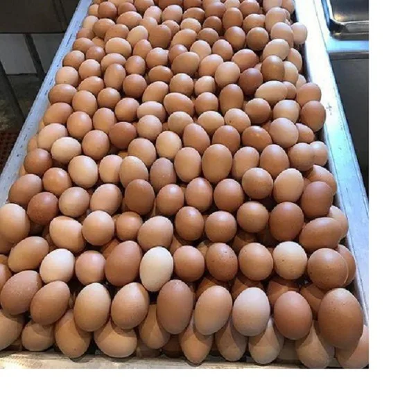 Organic Fresh Chicken Table Eggs for Sale