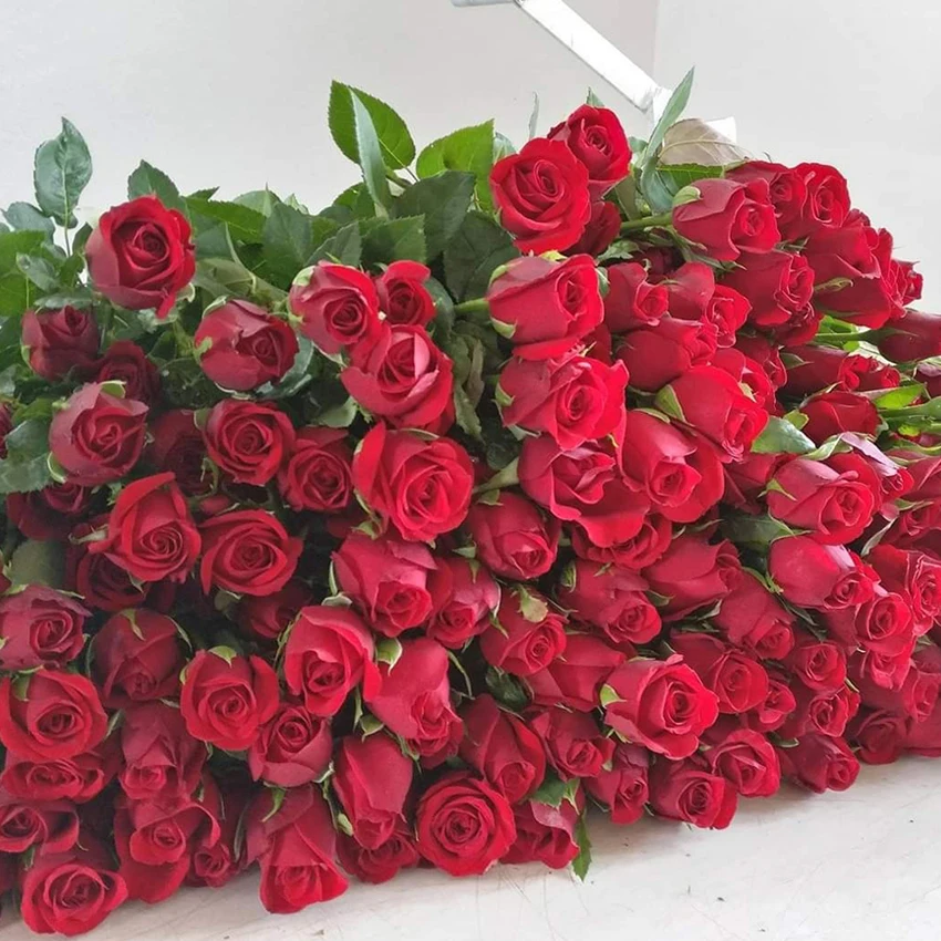 
Decorative Tajmahal Roses Red Valentine Roses For Occassional Decoration From India 