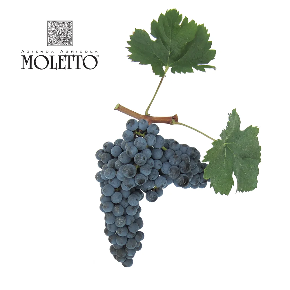  Выбор красного вина Il Senatore Merlot из итальянского венето произведено винограда Cabernet