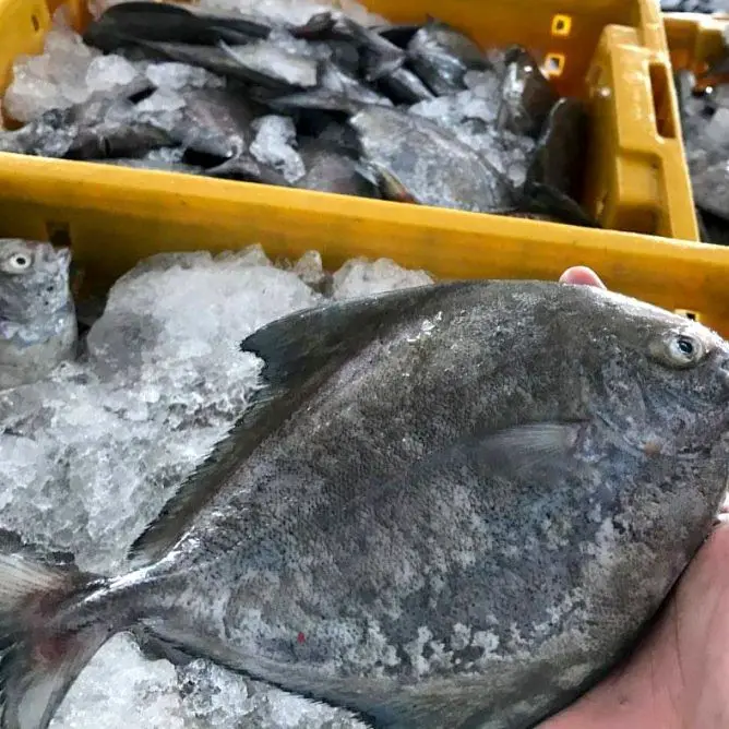 FROZEN BLACK POMFRET WR