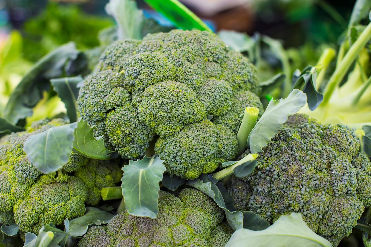 Wholesale Best Quality Fresh Broccoli For Sale In Cheap Price