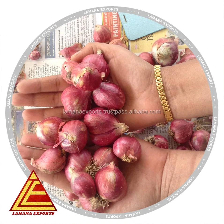 Shallots- Onion Fresh Shallots Podisu Malaysia Non-peeled Common Round Liliaceous Vegetables Liliaceous Vegetabless