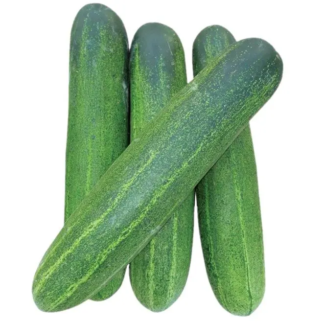 Wholesale moroccan farms fresh vegetables healthy fruity tasty cucumbers