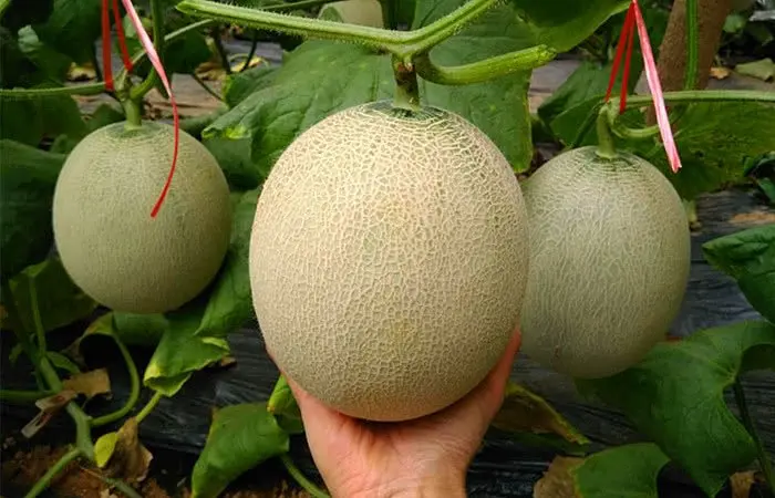 
Current Crop Fresh Yellow Cantaloupe King Melon With Green Skin Summer Fruit Good Holiday Juice 