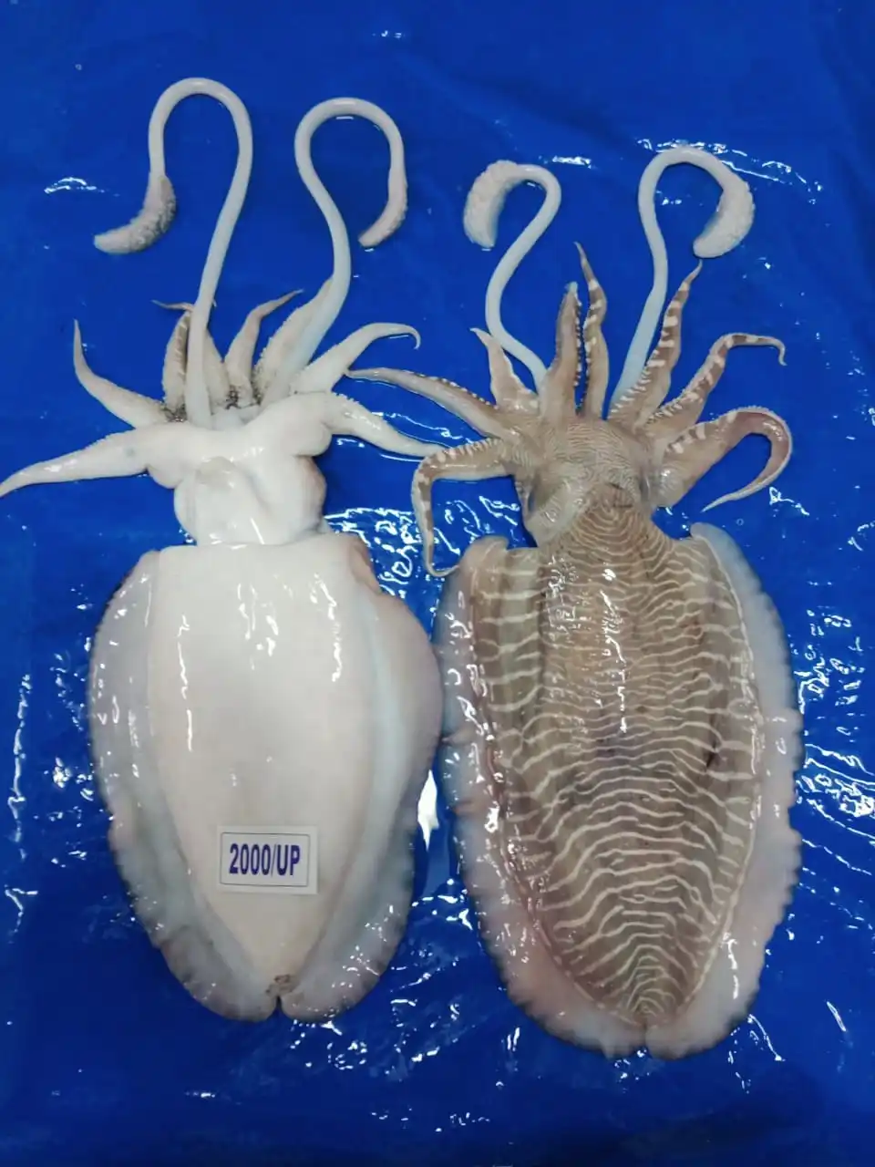 Top quality frozen Cuttlefish whole block frozen from India  frozen whole round cuttlefish