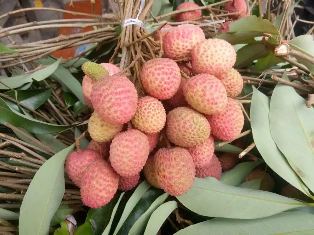 Fresh Lychee