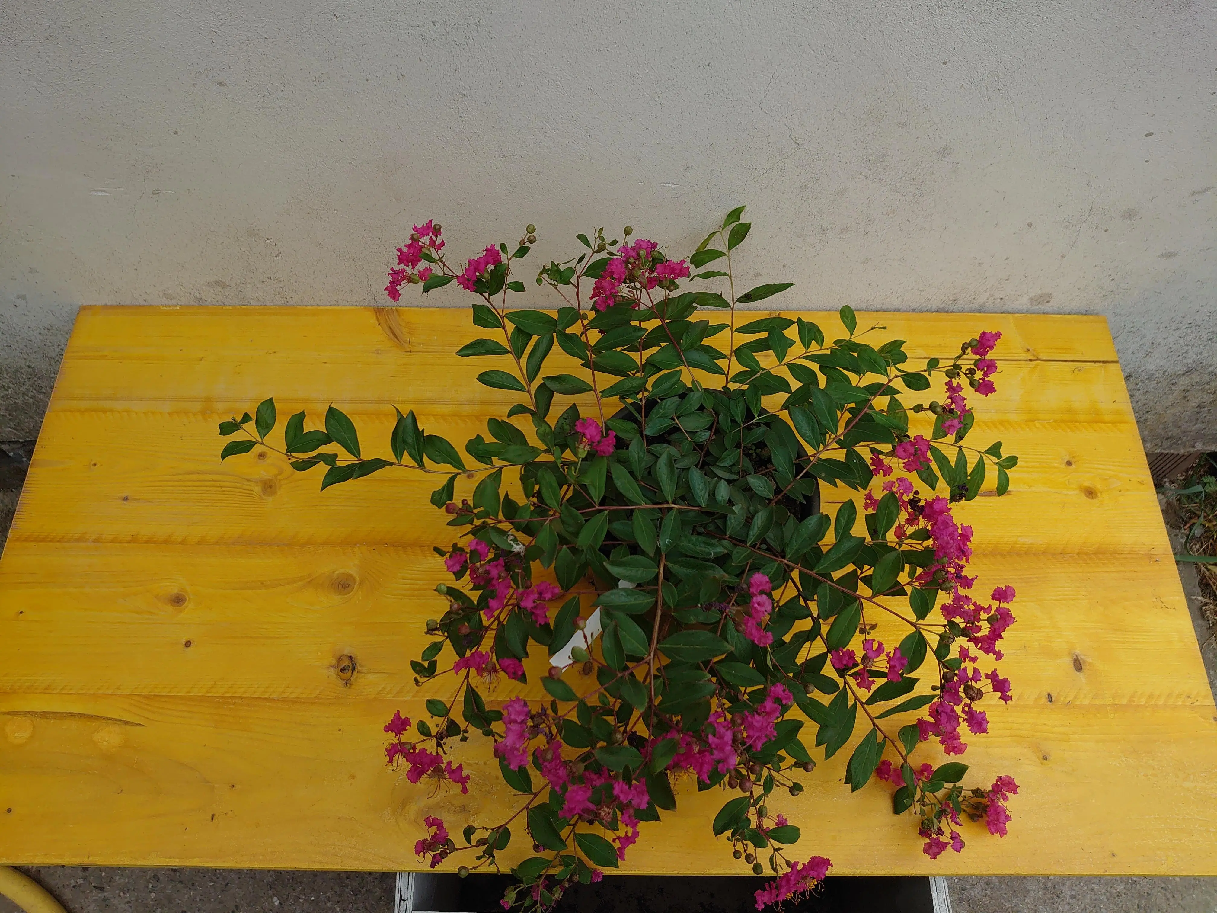 
Lagerstroemia Repens Natural Plants made in Italy by Di Vita Luca 