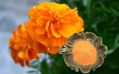 Factory supply Good Quality Eye Protection Marigold Flower Extract Lutein