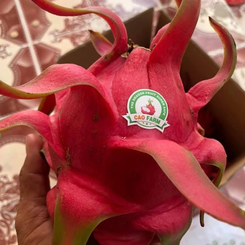 
High quality Fresh Dragon Fruit Made in VietNam 