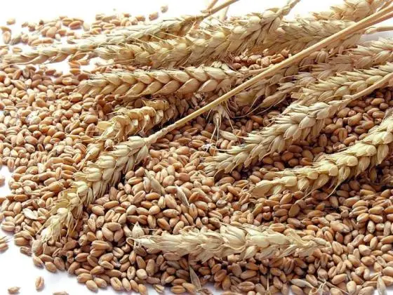 Grade-1-Wheat-Grains.jpg