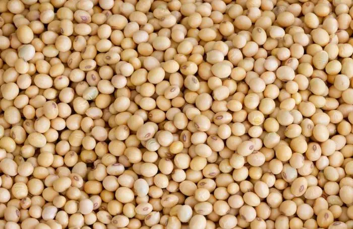 Top Grade Soybean Meal Wholesale Price Soybean Meal