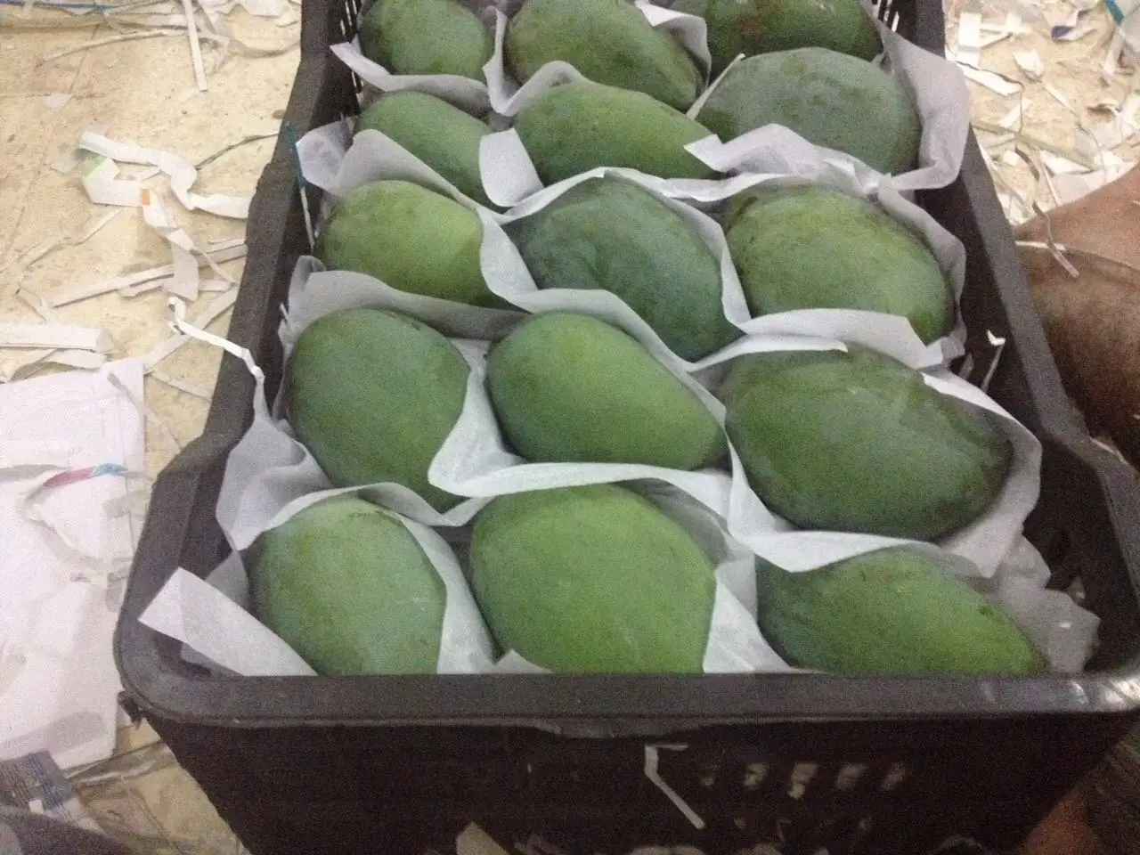 Egyptian Unique MANGO Fruit