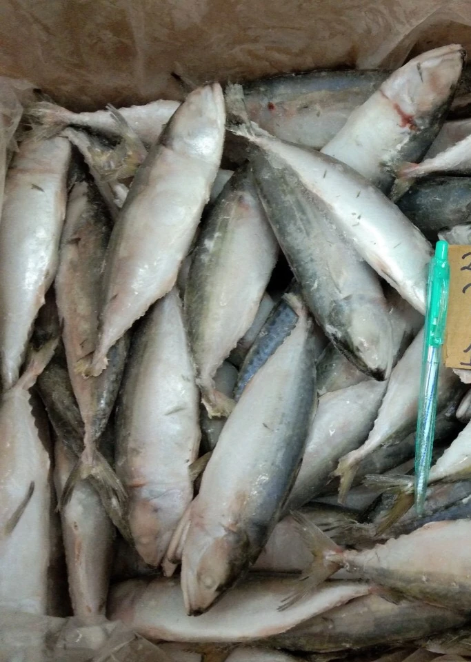 INDIAN MACKEREL FOR SALE