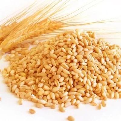 Organic Hard Red Spring Wheat