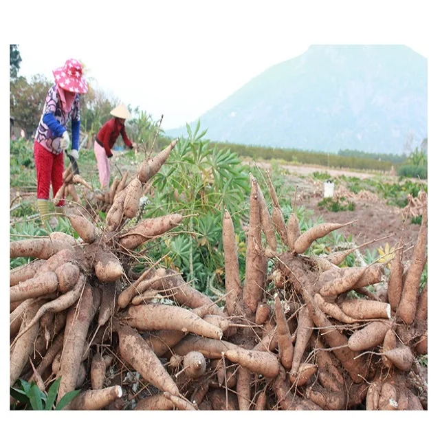 Cheap Fresh Cassava / Tapioca / Manioc
