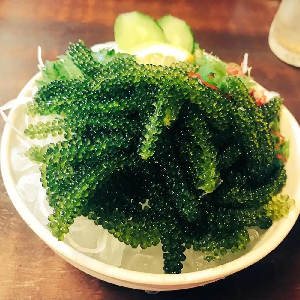  Австрия замороженные водоросли Wakame салат для
