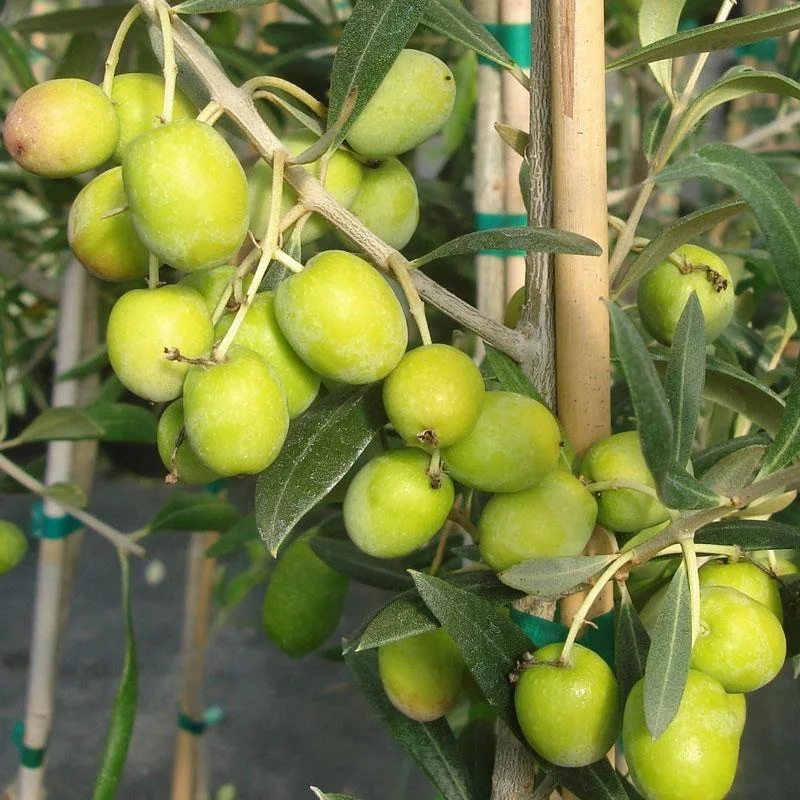 
FRESH OLIVES FRUITS 