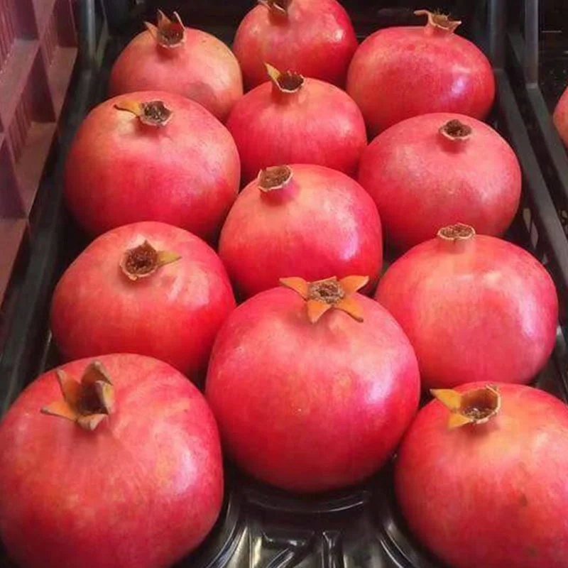 
CHEAP EGYPTIAN POMEGRANATE 
