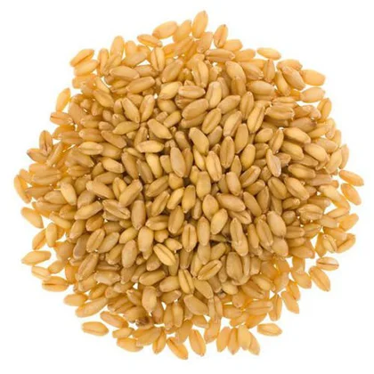 Soft Milling DURUM WHEAT / Hard white Canadian Quality Durum Wheat
