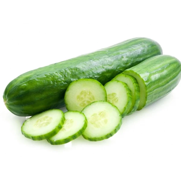 
High Quality Fresh Cucumber For Sale 