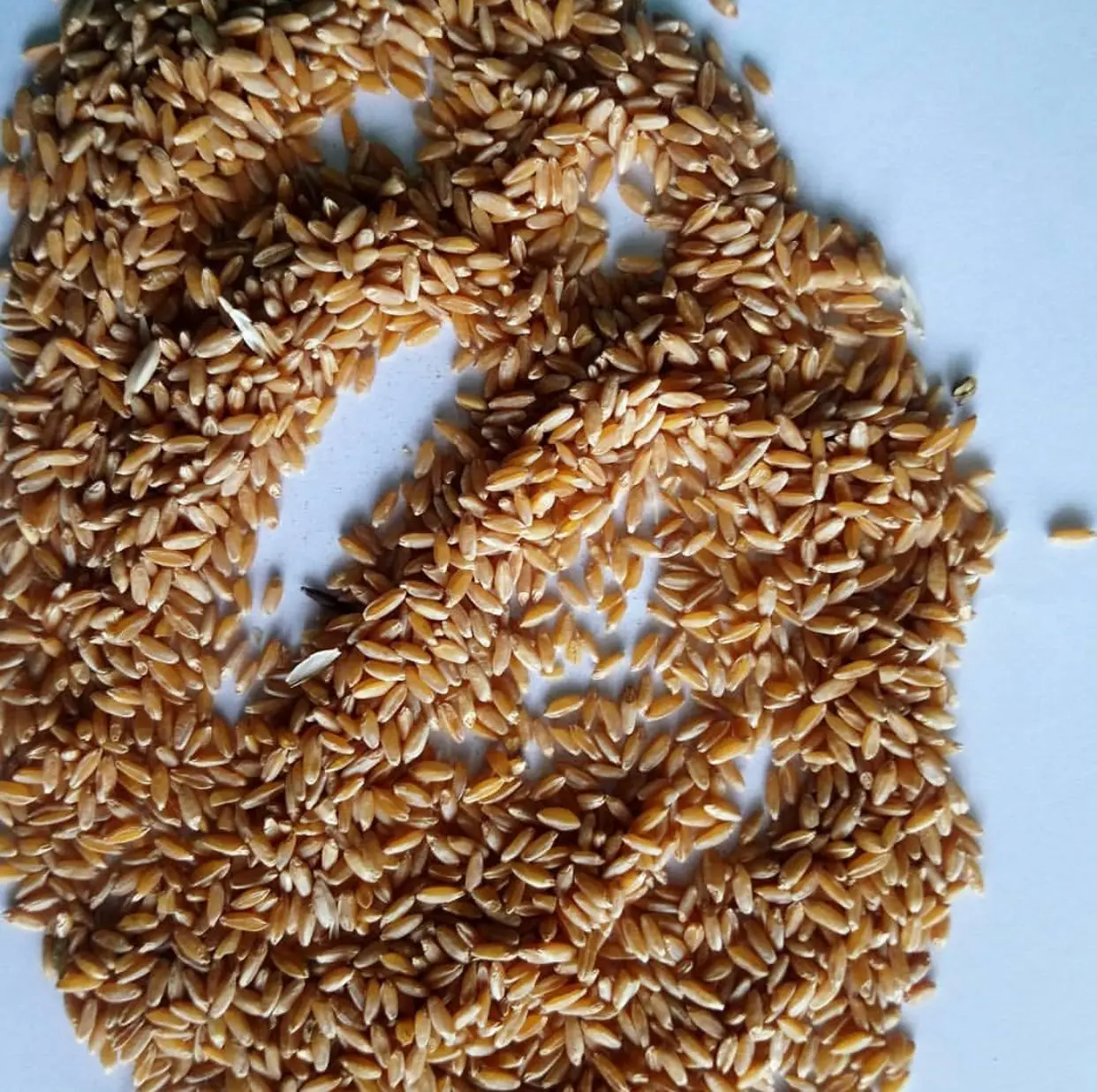 Зерна мягкой и твердой пшеницы