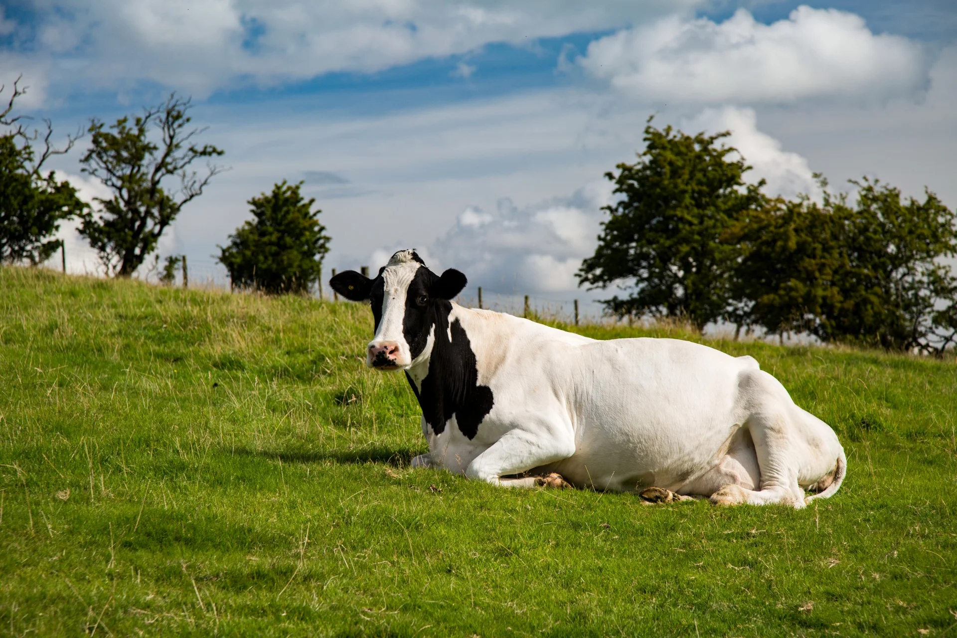 
Pregnant Dutch Holstein Heifers/Holstein heifers / Friesian cattle , Aberdeen Angus Fattening Beef Available for export 