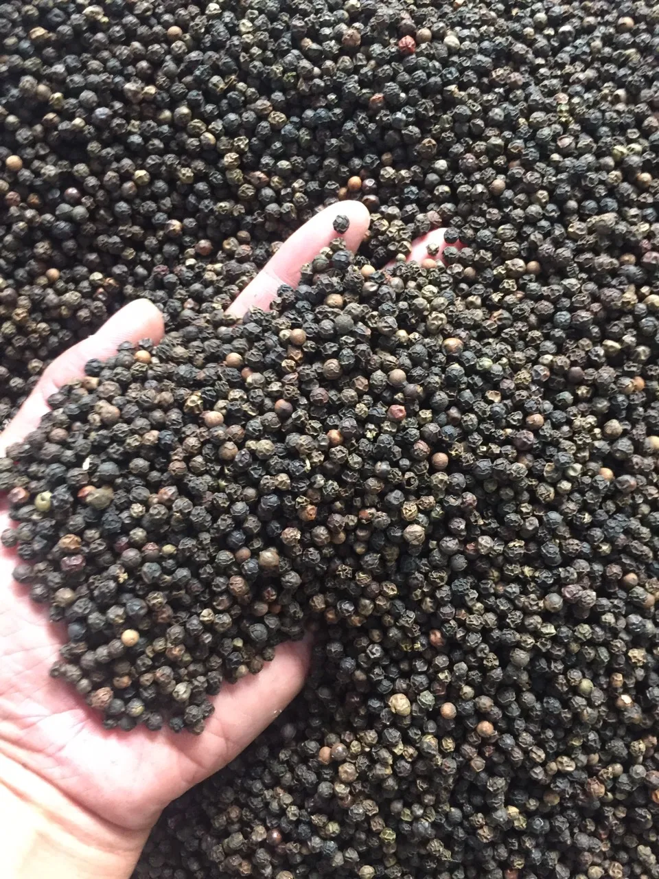 Лучшая фабрика Вьетнамский черный перец низкая цена высокое качество оптовая упаковка OEM 2024 (WHATSAP 0084 989 322 607)