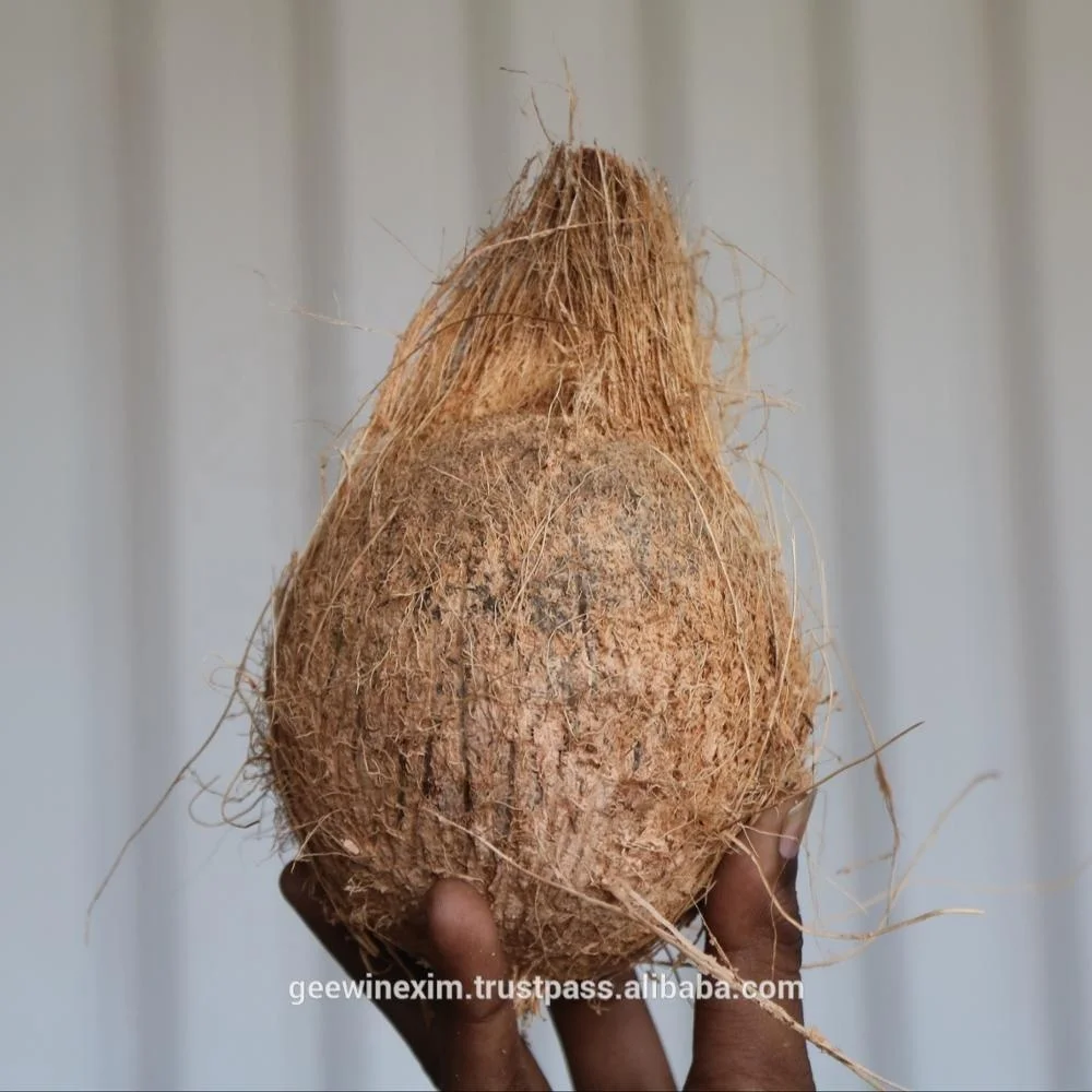  FRESH INDIAN SEMI HUSKED COCONUT FROM INDIA