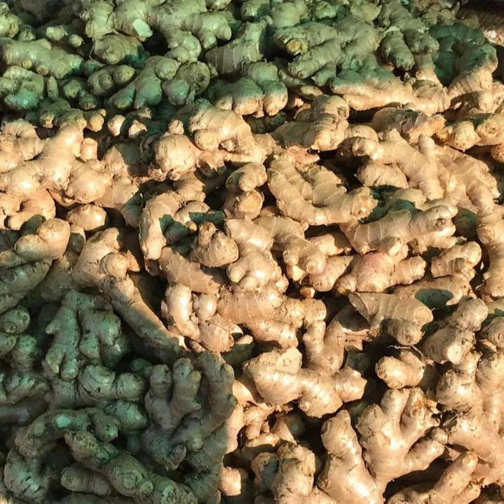 
Wholesale Natural Fresh Ginger From Thailand  (1700005809004)