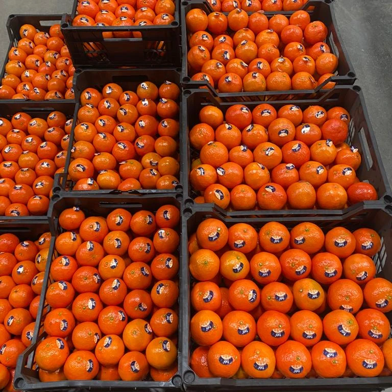 Super Top quality fresh MANDARIN available at a very Low FOB PRICE