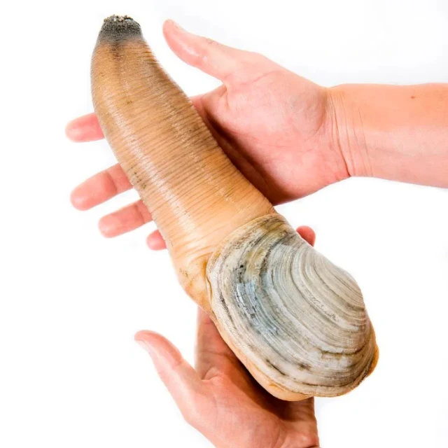 
Best Export Quality Frozen Short Necked Clam 