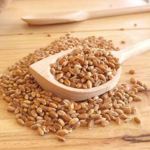 Russian Golden Barley Whole Wheat Grains