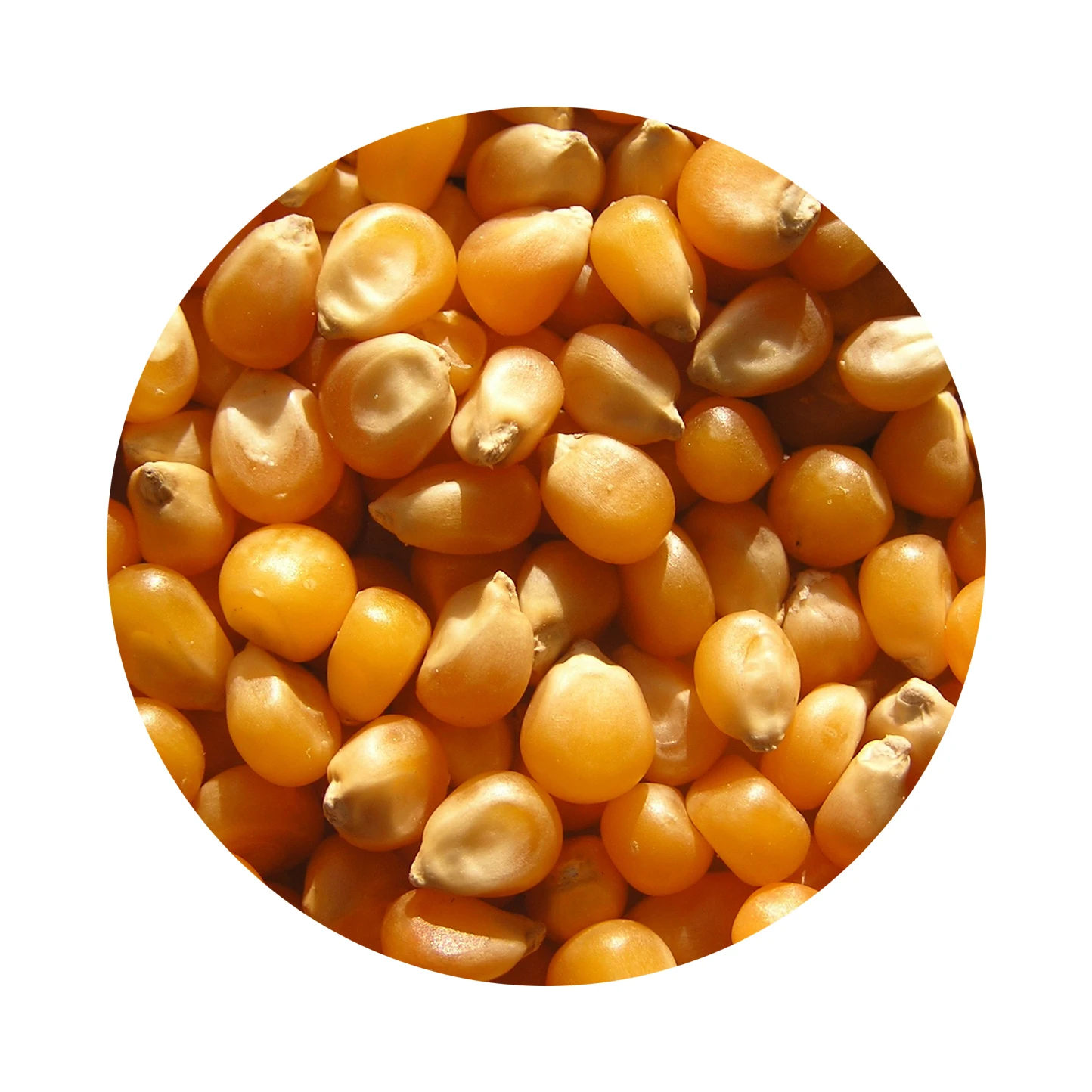 
Первоклассная сушеная Кукуруза с низким содержанием жира, оптом 