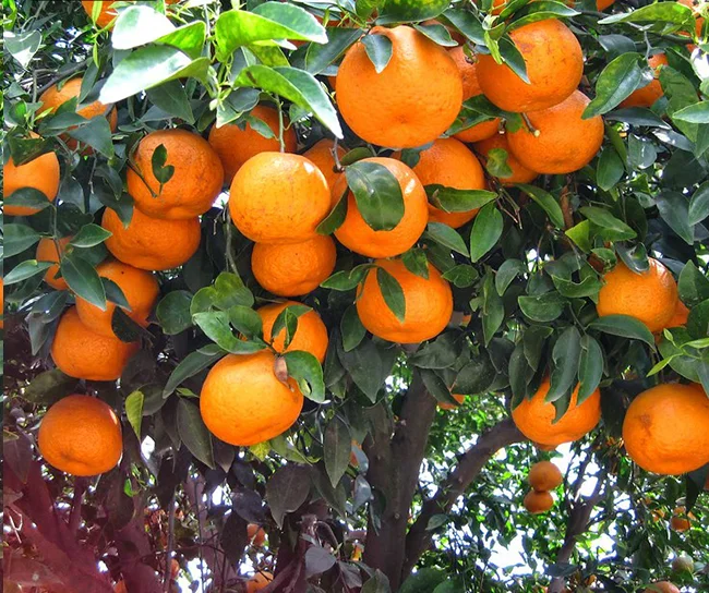 Чистый натуральный Пакистан, лучший свежий Мандариновый апельсин по оптовой цене высокого качества