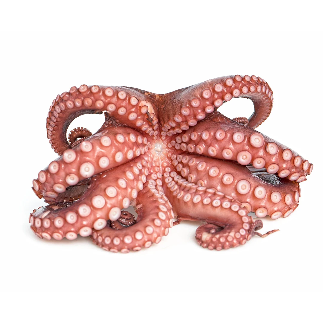 Fresh Frozen Octopus Long Leg / Short Leg 300-500g in Bulk