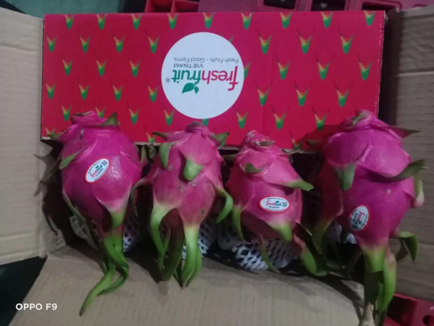 Дешевая цена Pitahaya Вьетнам/свежие фрукты дракона/оптовая продажа фруктов Pitaya Вьетнам