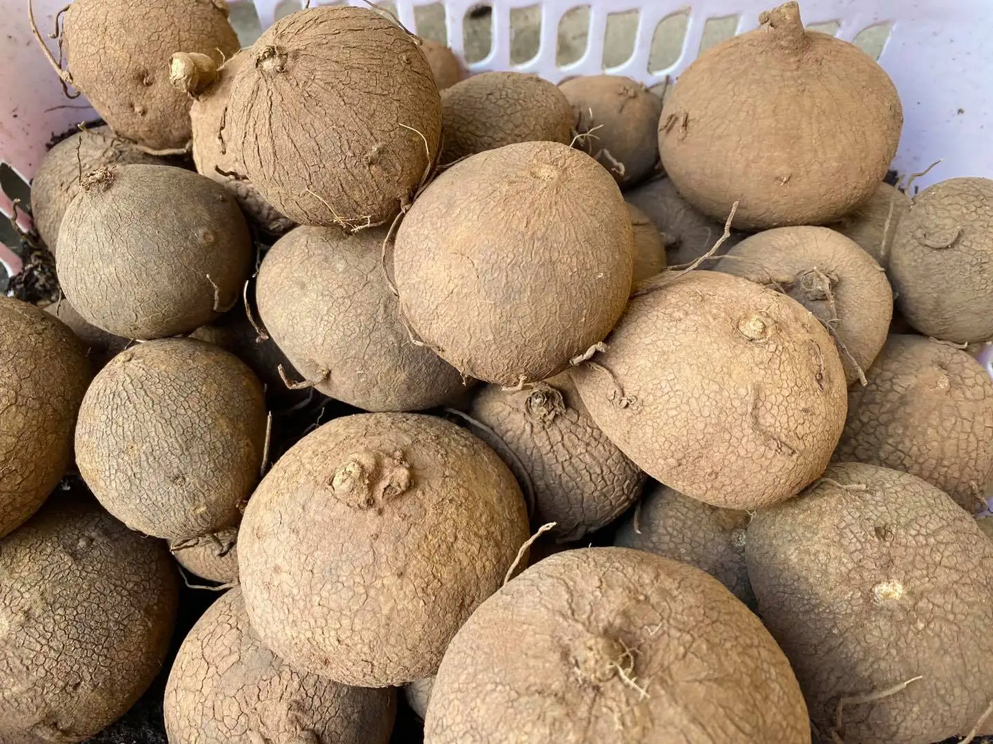  Стефания Erecta