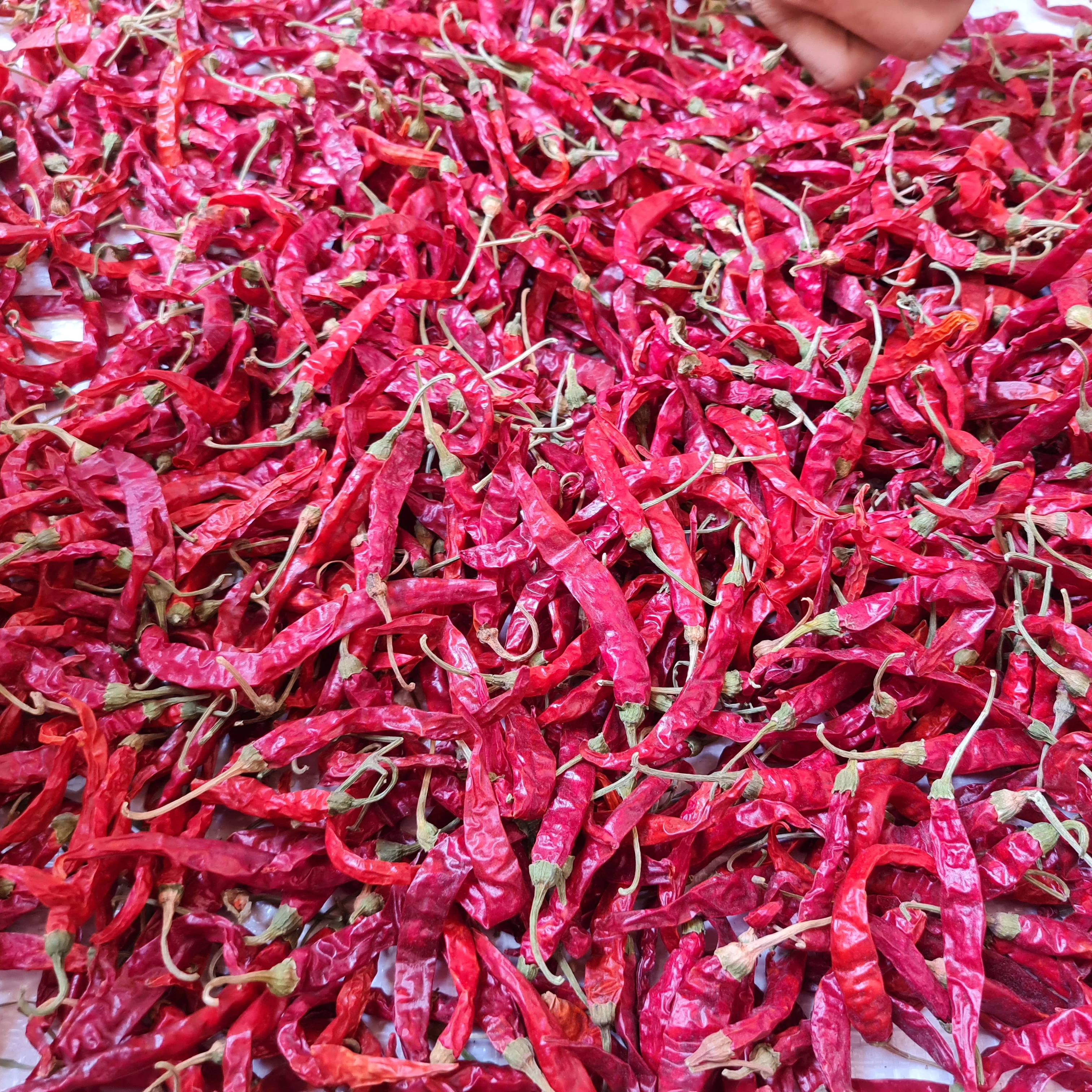 Egyptian chili pepper high quality first degree very hot chili pepper dried