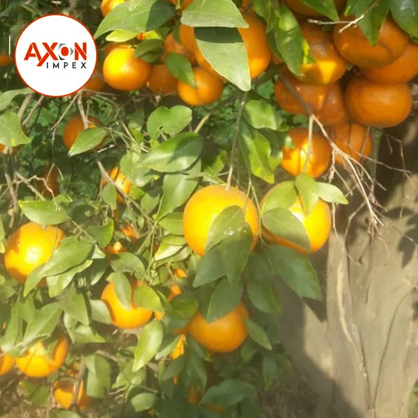 
Pakistani mandarin orange Fresh Oranges /Fresh Mandarin Oranges 
