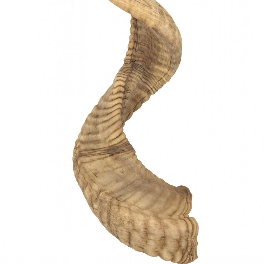 Ram Horn/animal Horn Make Crative Product European Style