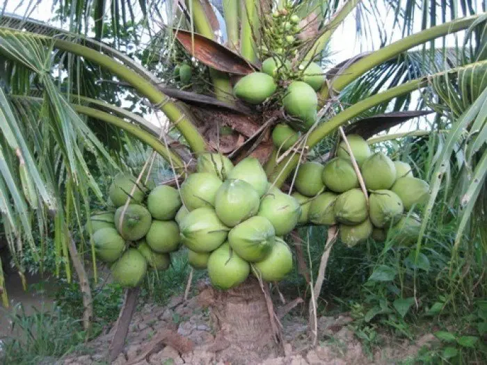 FRESH XIEM COCONUT FROM VIETNAM ( +84383234316)