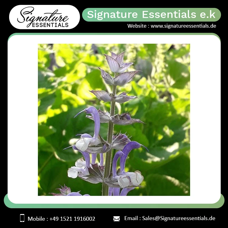 Premium Quality Manufacturer of Organic Skin Care Body Relaxing Hair Growth Clary Sage Essential Oil Russia