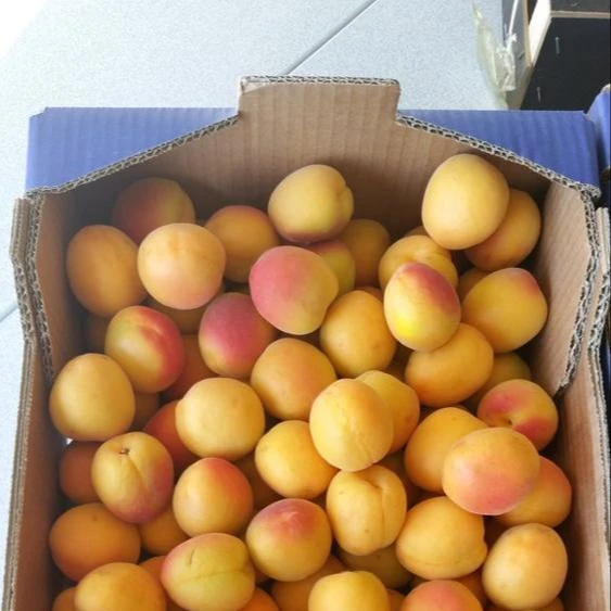 
Extra Quality Apricot Affordable Price In Bulk Dried and Fresh 