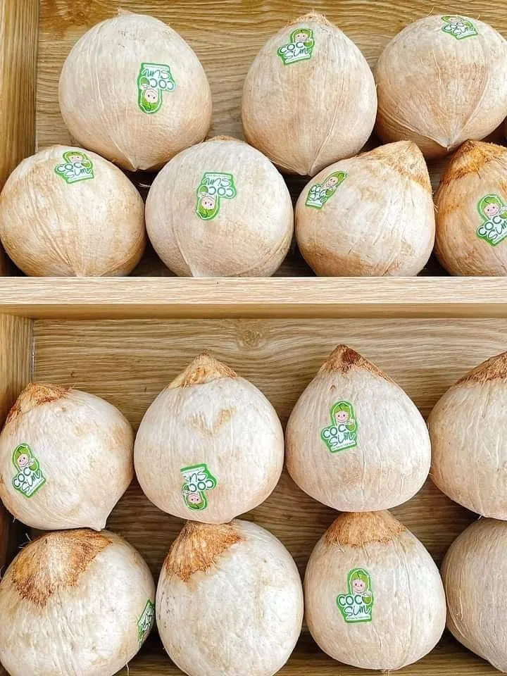 Свежий молодой кокос для оптовой продажи/полуочищенный из Вьетнама/быстрый ответ