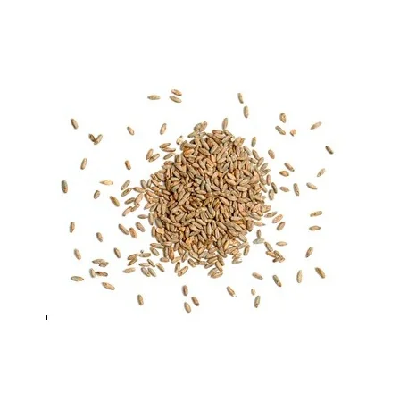 High Quality Rye Grains at Cheapest Wholesale Prices Available In Huge Stock